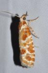 Rhyacionia pinicolana