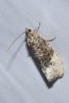 Hedya nubiferana