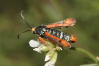 Pyropteron chrysidiforme