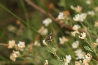 Thyris fenestrella