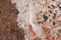 Pterophorus pentadactylus