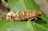Lozotaeniodes formosana
