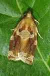 Archips xylosteana