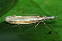 Pleurota aristella