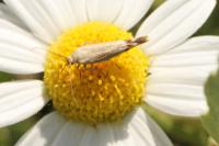 Scythris inertella