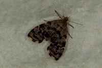 Anthophila fabriciana