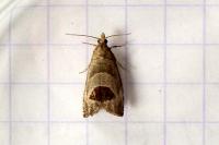 Notocelia uddmanniana