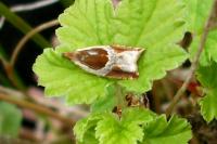 Ancylis unculana