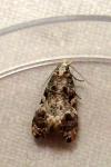 Phtheochroa rugosana