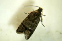 Pammene ochsenheimeriana