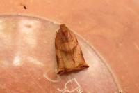 Archips podana