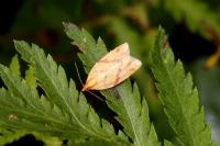 Clepsis pallidana