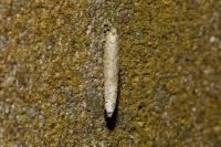 Taleporia tubulosa