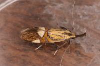 Alabonia geoffrella