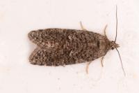Cnephasia