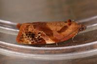 Ditula angustiorana