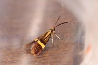 Nemophora degeerella