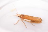 Ypsolopha parenthesella