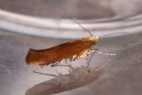 Argyresthia albistria