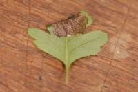 Parornix anglicella