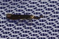 Coleophora