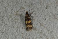 Oegoconia