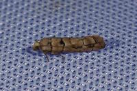 Pseudococcyx tessulatana