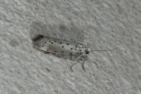 Yponomeuta