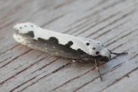 Ethmia bipunctella