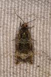 Celypha lacunana