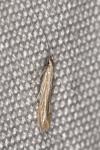Coleophora