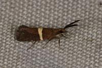 Eidophasia messingiella