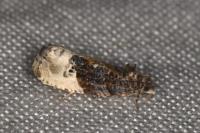 Hedya nubiferana