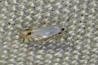 Leucoptera spartifoliella