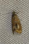 Olethreutes arcuella