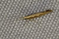 Plutella xylostella