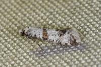 Scythropia crataegella