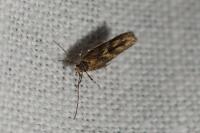 Coccidiphila