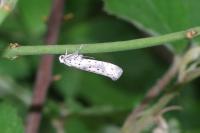 Yponomeuta irrorella