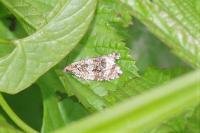 Celypha lacunana