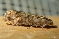 Grapholita janthinana