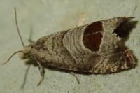 Notocelia uddmanniana