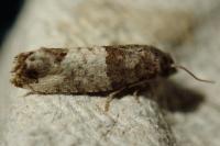 Spilonota ocellana