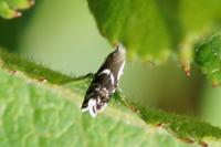 Millieria dolosalis