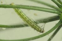 Depressaria chaerophylli