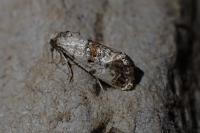 Neocochylis hybridella