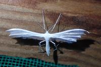 Pterophorus pentadactylus