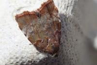 Choreutis nemorana