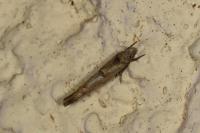 Zelleria oleastrella