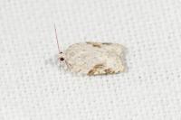 Acleris kochiella